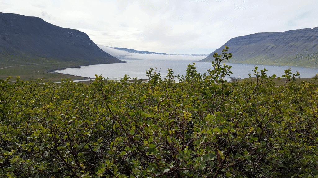 Arnarfjörður