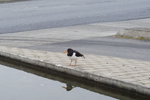 Tjaldurinn við tjörnina